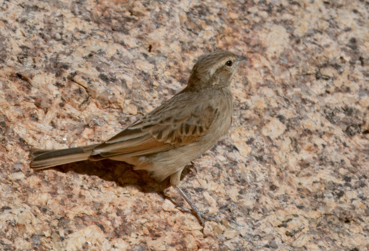 strnad skřivanovitý - ML644250455