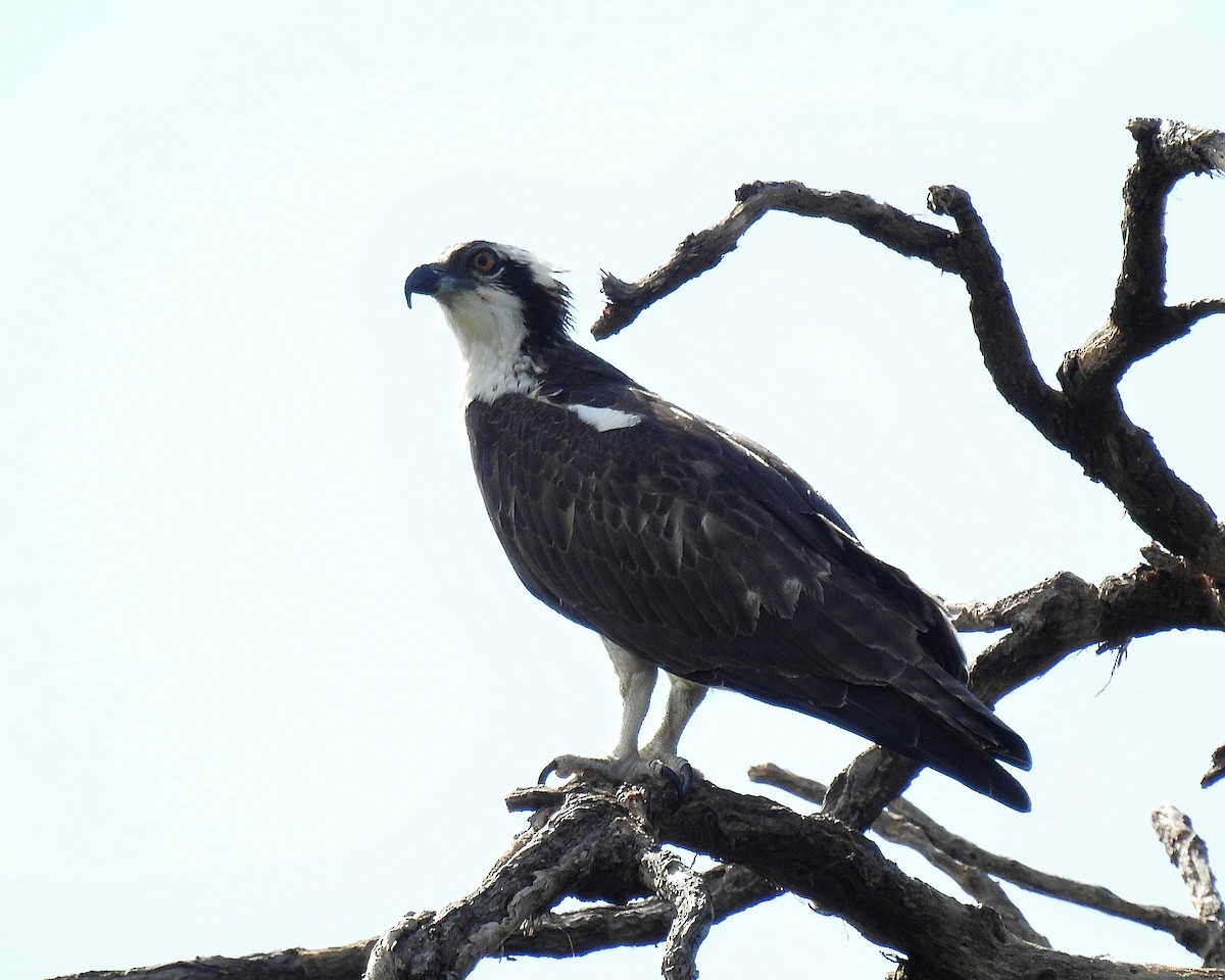 Osprey - ML644250458