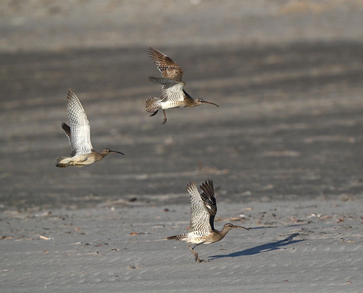 småspove - ML644250465