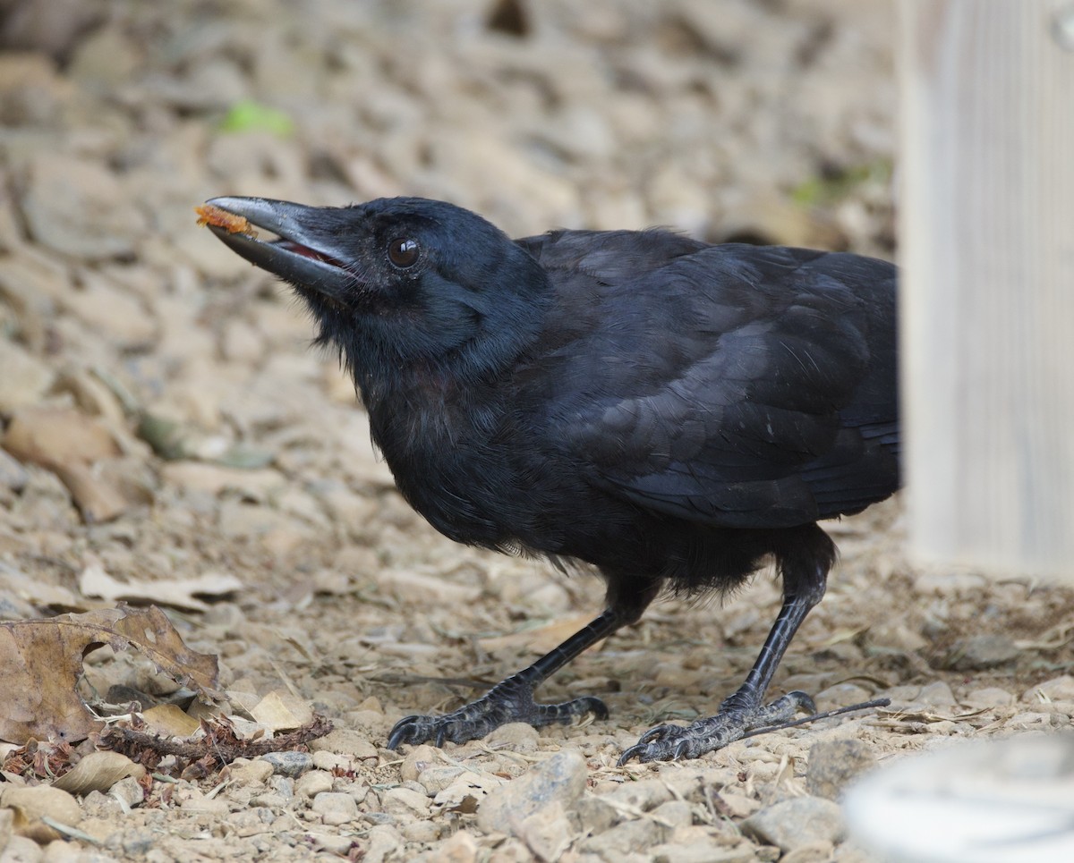 New Caledonian Crow - ML644250466