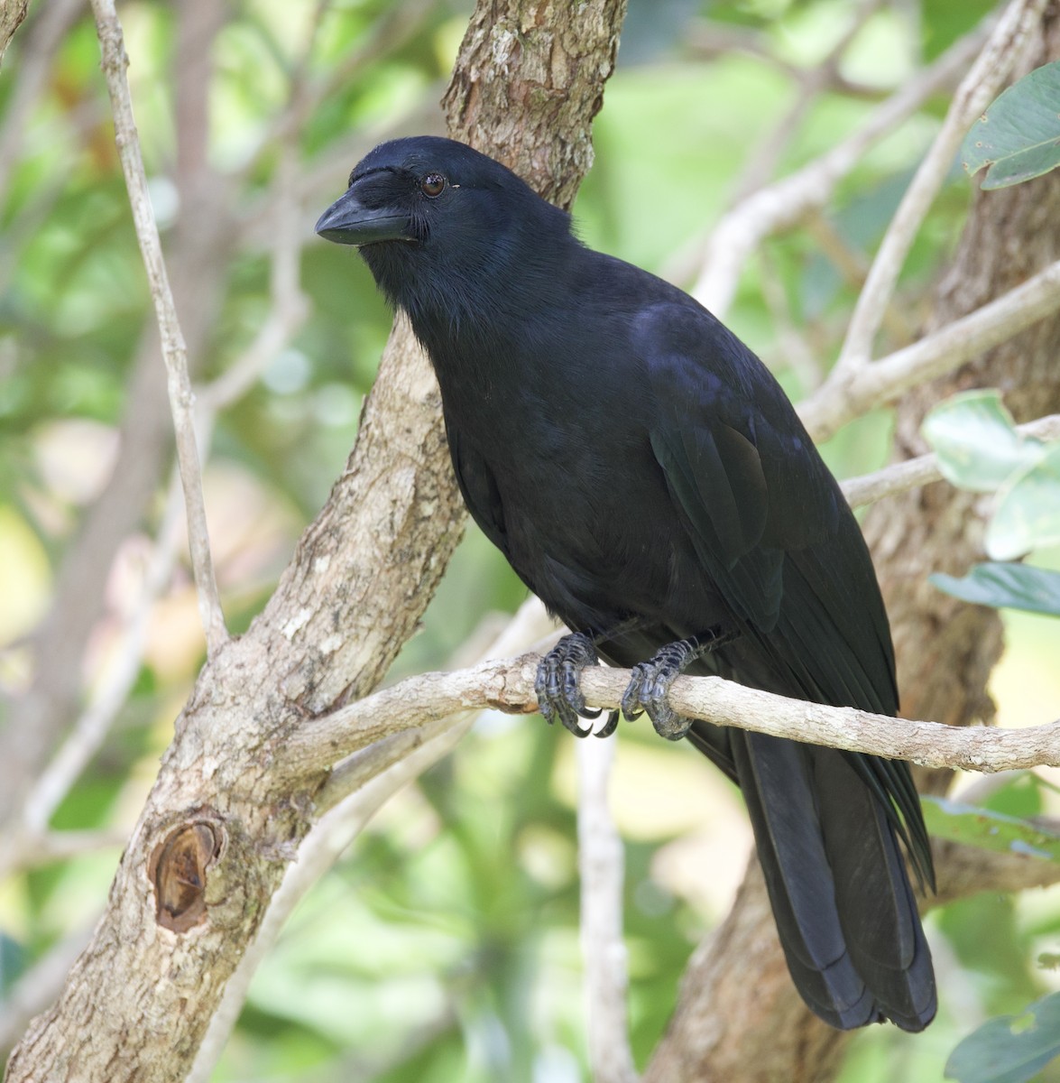 New Caledonian Crow - ML644250467
