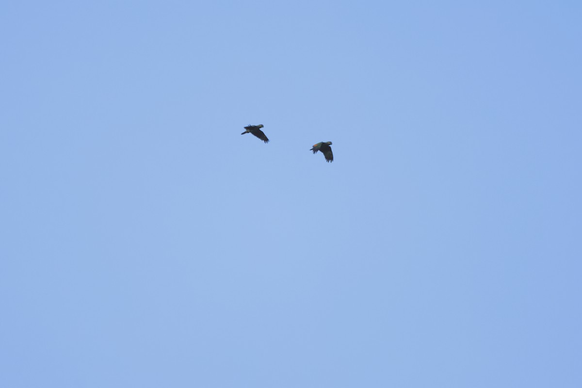 amazoňan oranžovokřídlý - ML644250479