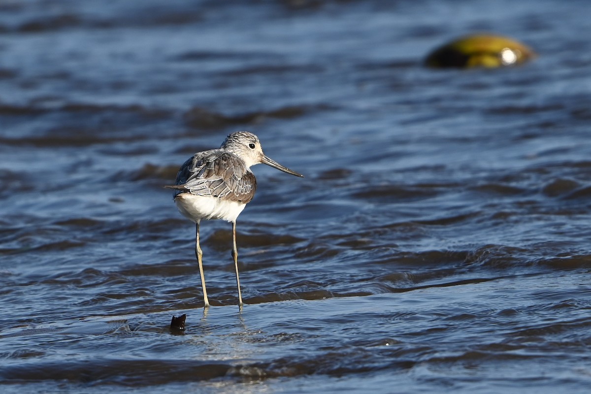 gluttsnipe - ML644250485