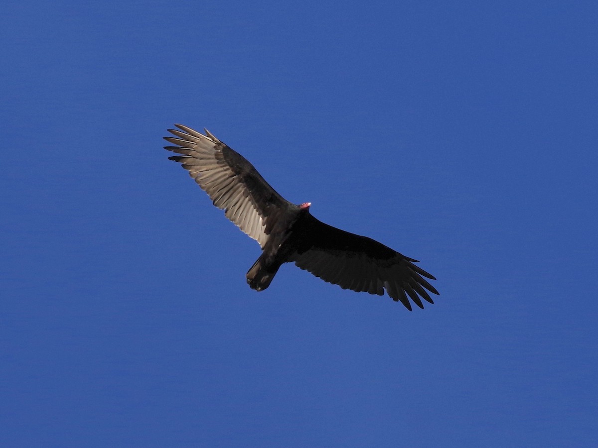 Turkey Vulture - ML644250490
