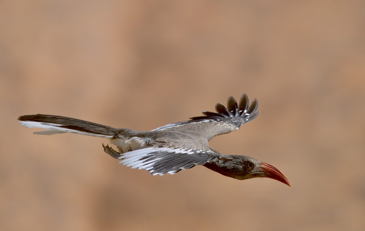 Monteiro's Hornbill - ML644250495