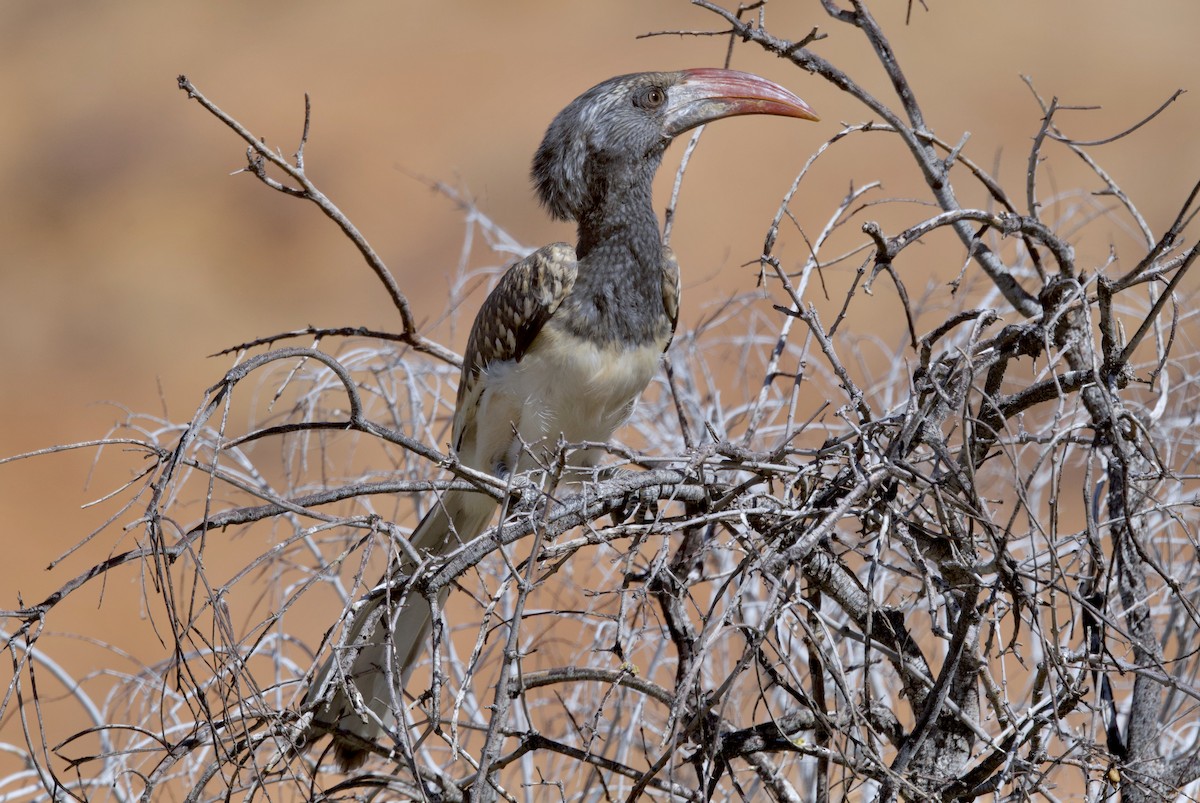 Monteiro's Hornbill - ML644250496