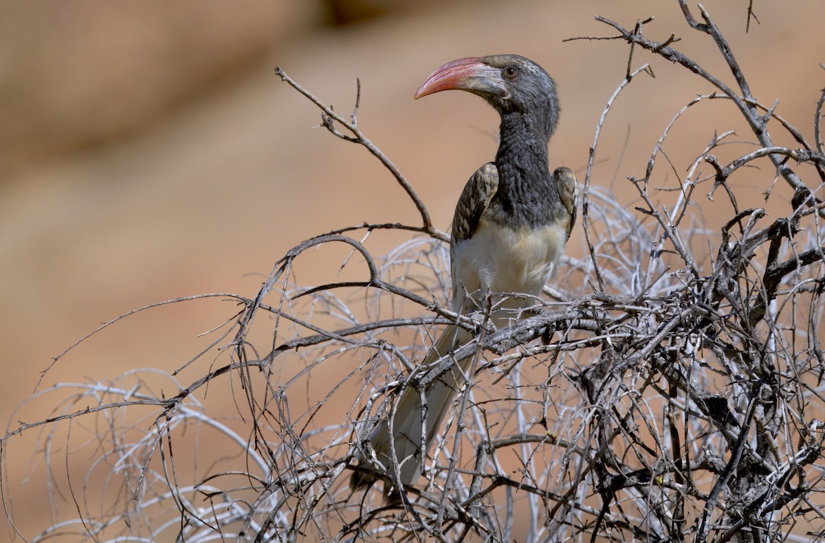 Monteiro's Hornbill - ML644250497