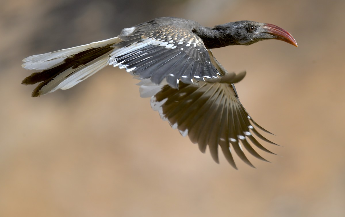 Monteiro's Hornbill - ML644250498