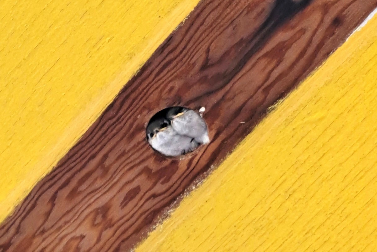 スミレミドリツバメ - ML644250499