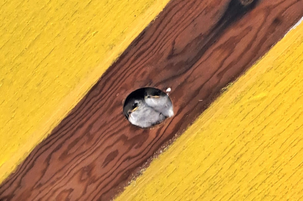 スミレミドリツバメ - ML644250500