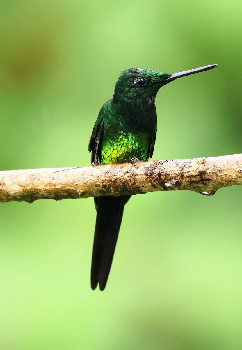 İmparator Pırıltı - ML644250506