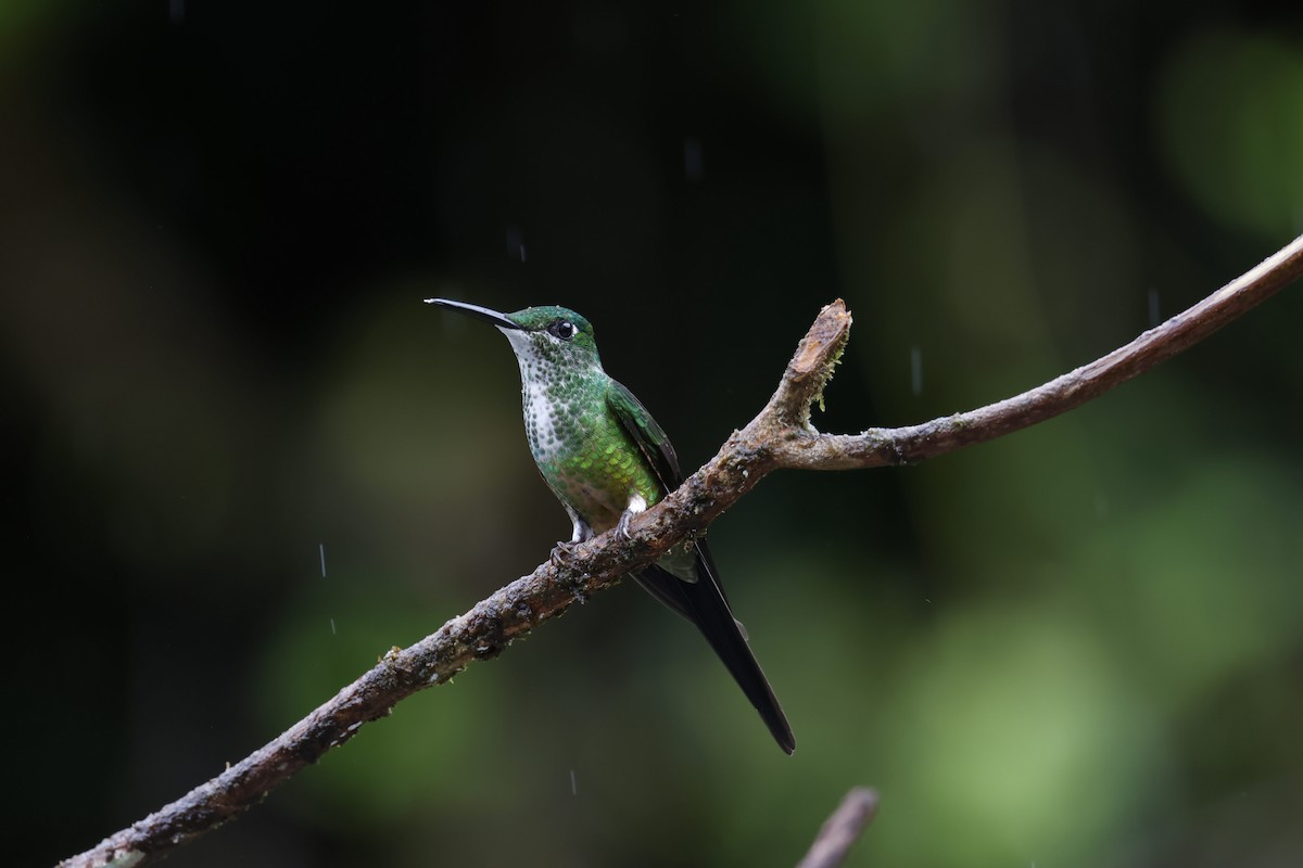 İmparator Pırıltı - ML644250507