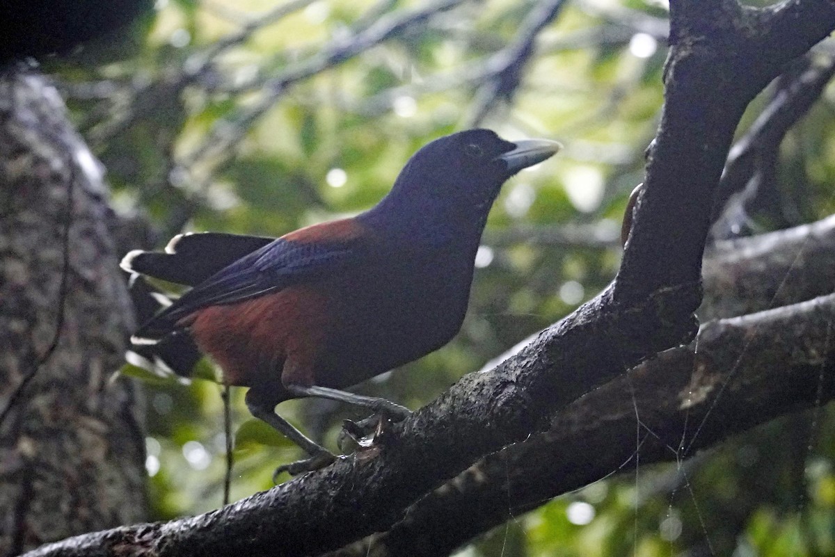 Lidth's Jay - ML644250510