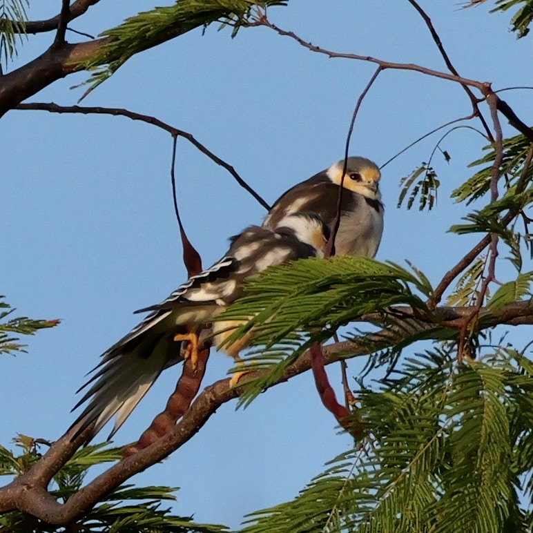 Pearl Kite - ML644250523