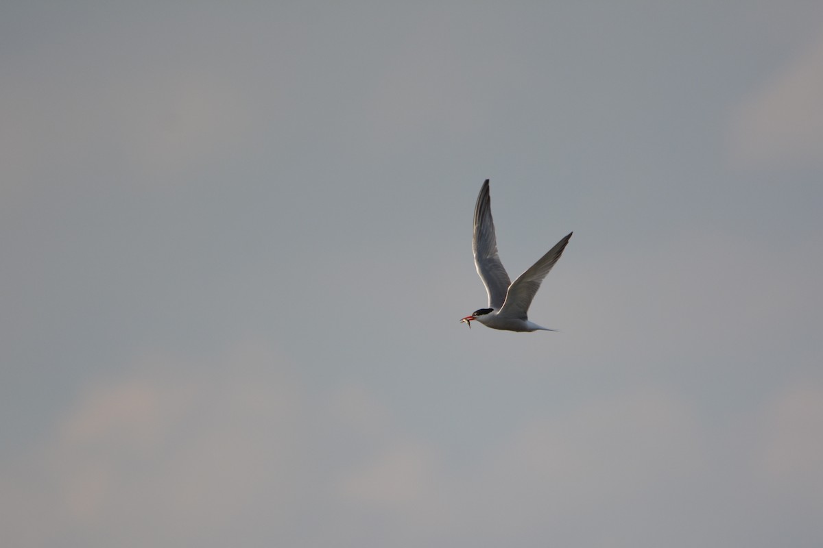 Эгэл хараалай - ML644250524