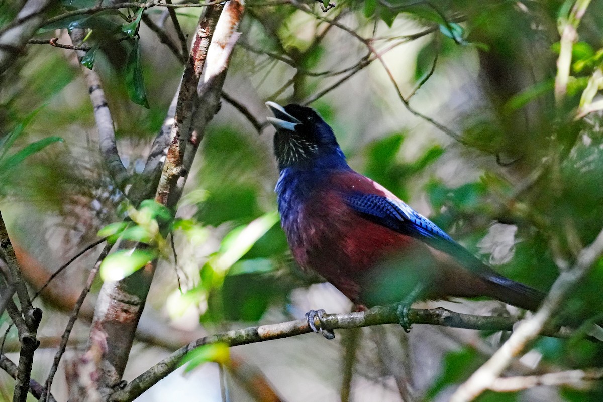 Lidth's Jay - ML644250535