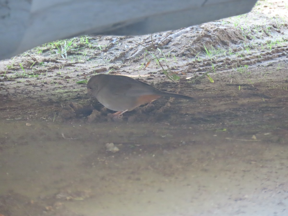 kaliforniatovi - ML644250543