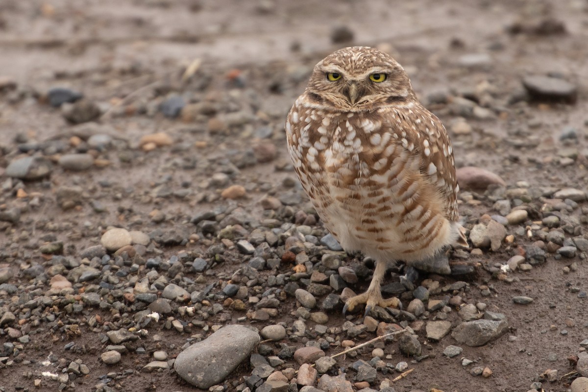 Burrowing Owl - ML644250544