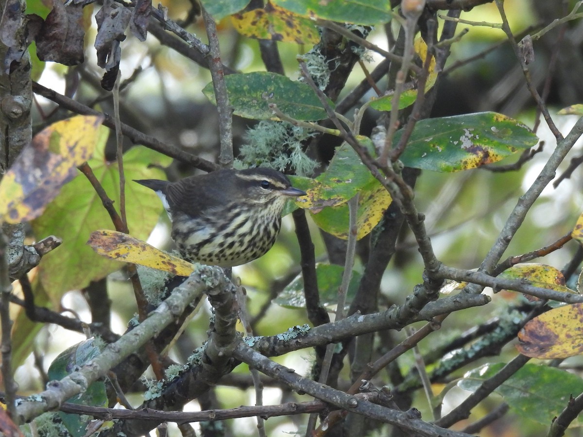 Northern Waterthrush - ML644250547