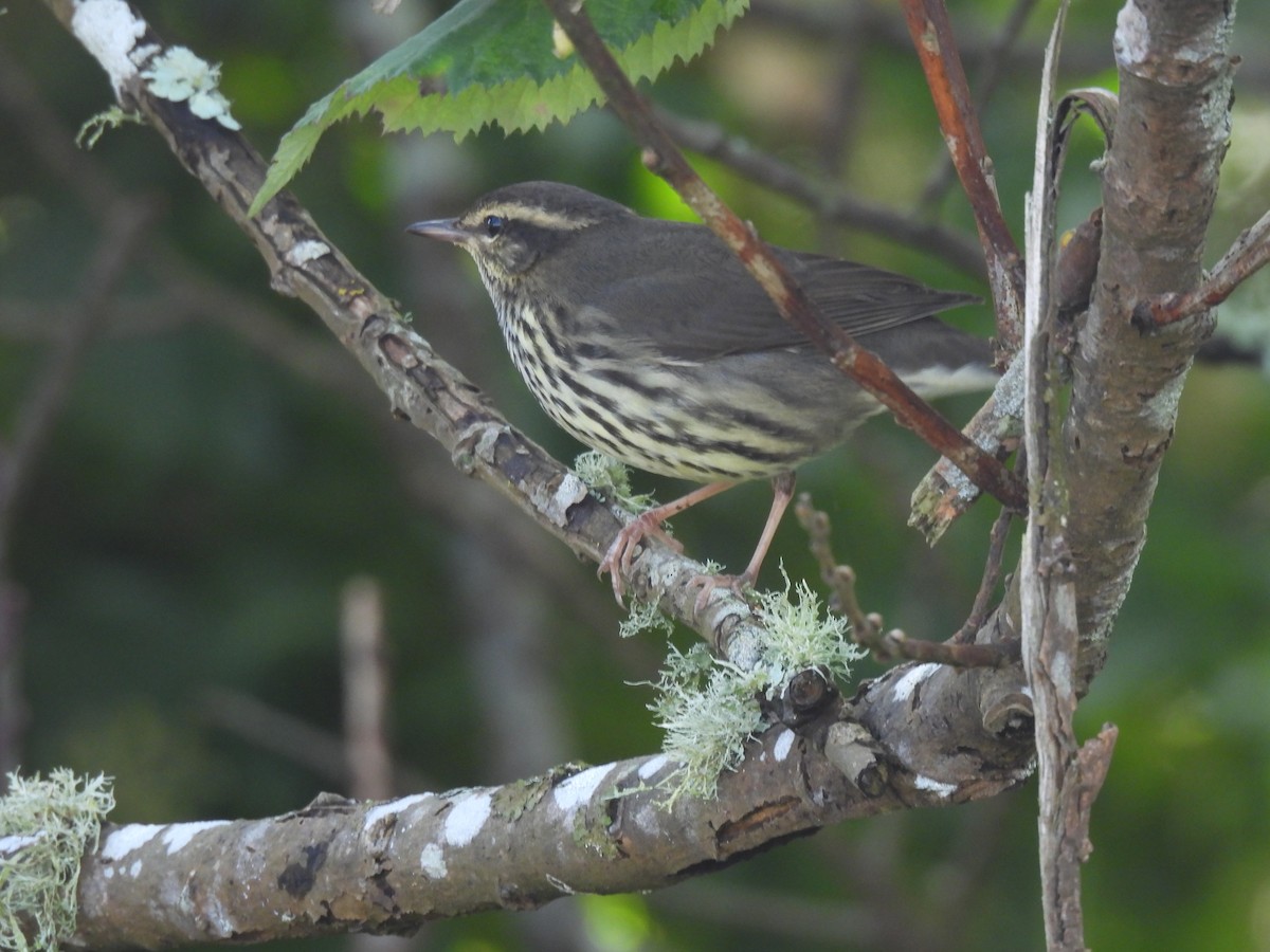 Northern Waterthrush - ML644250548