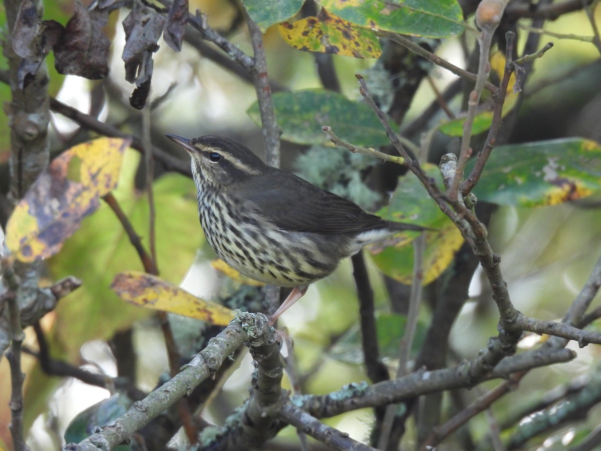 Northern Waterthrush - ML644250549
