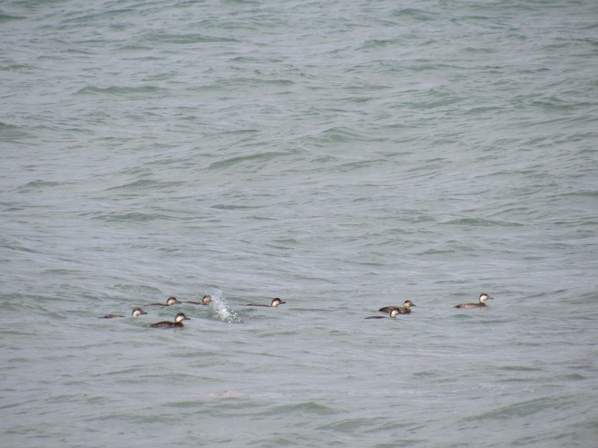 Black Scoter - ML644250585