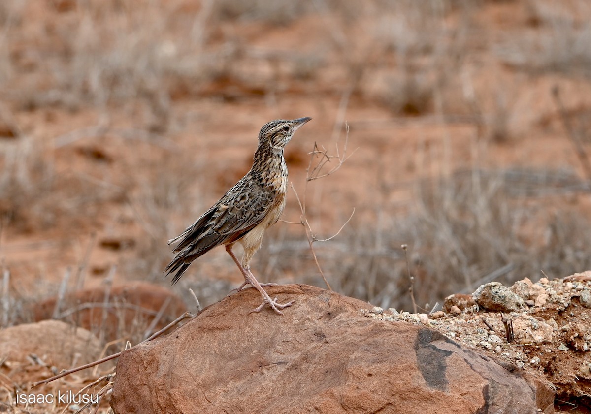 skřivan keňský - ML644250587