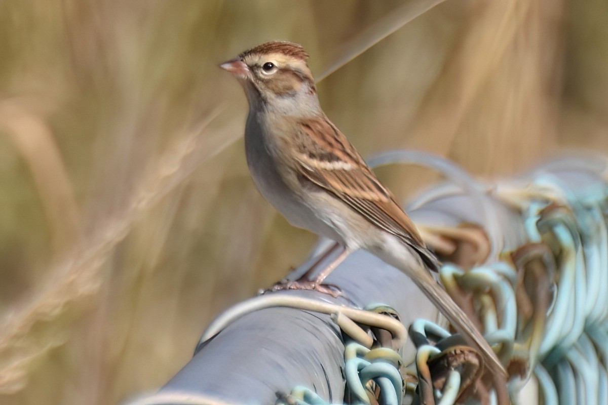 Chipping Sparrow - ML644250596