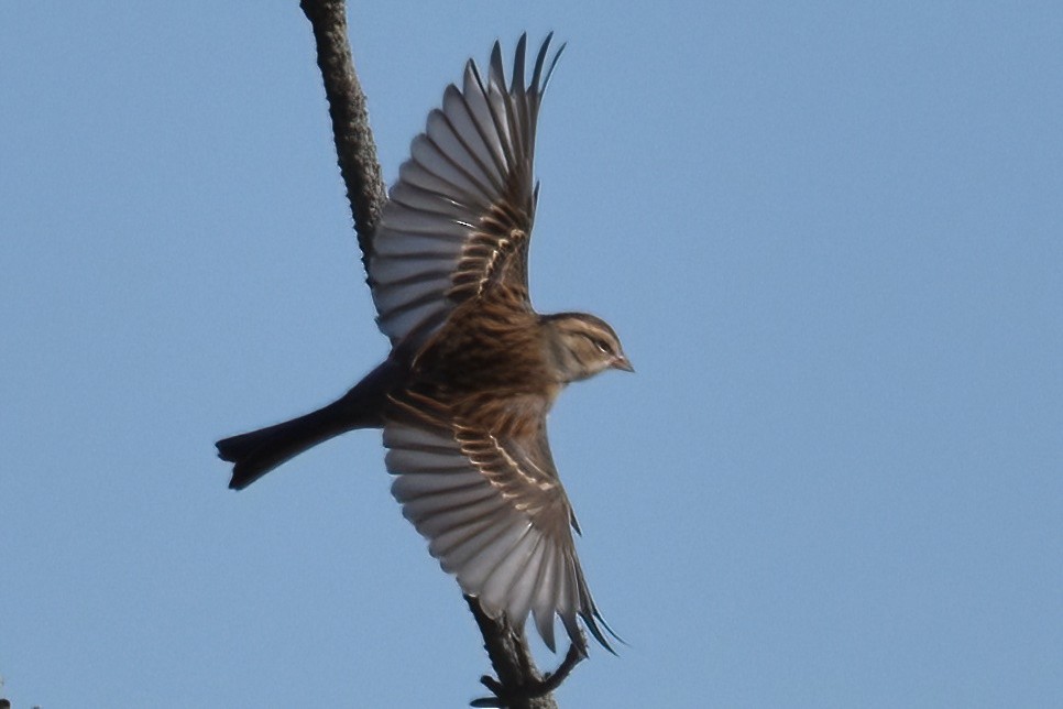 Chipping Sparrow - ML644250597