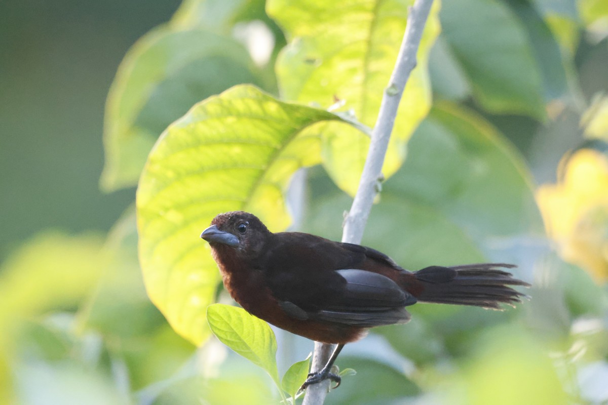 Silver-beaked Tanager - ML644250599