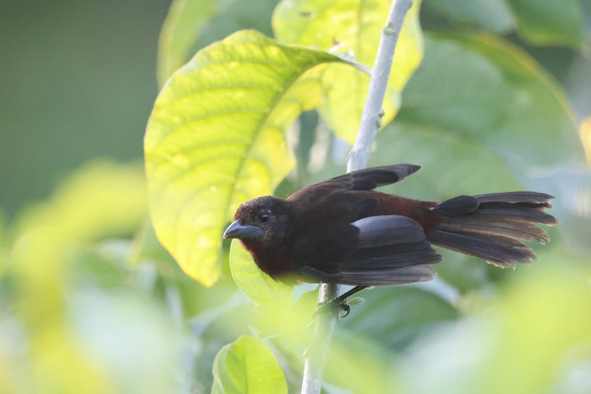 Silver-beaked Tanager - ML644250600