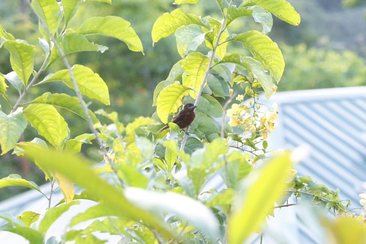 Silver-beaked Tanager - ML644250601