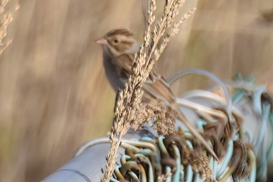 Clay-colored Sparrow - ML644250602