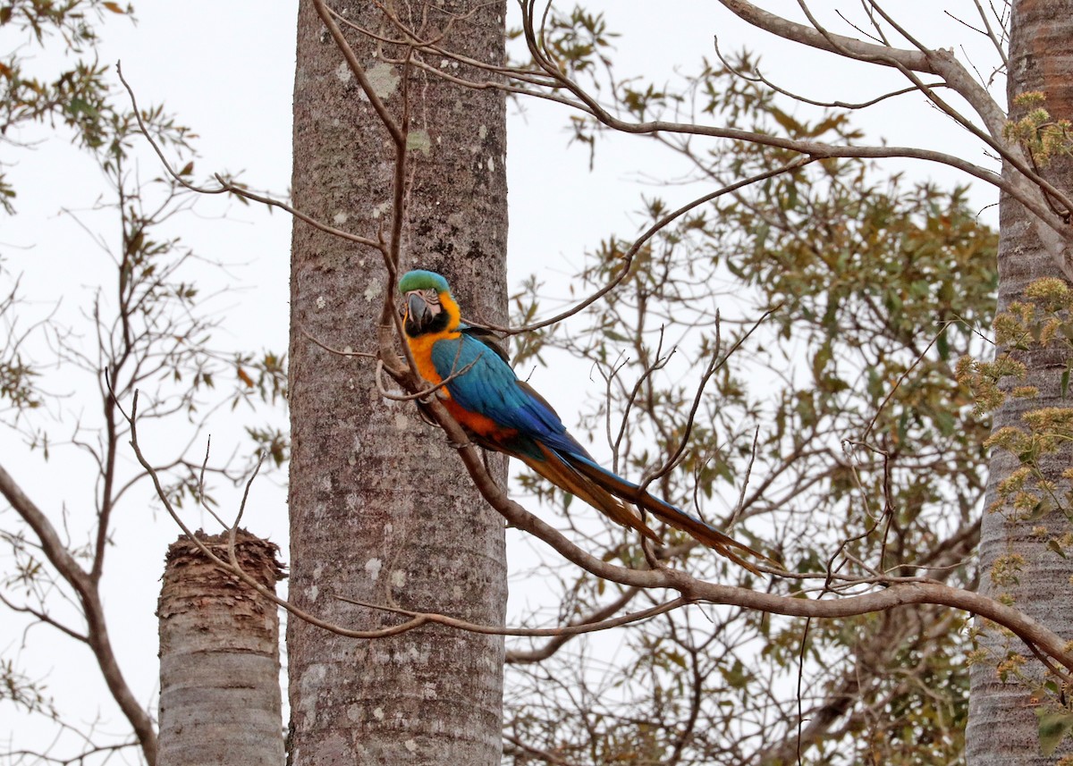 ルリコンゴウインコ - ML644250640