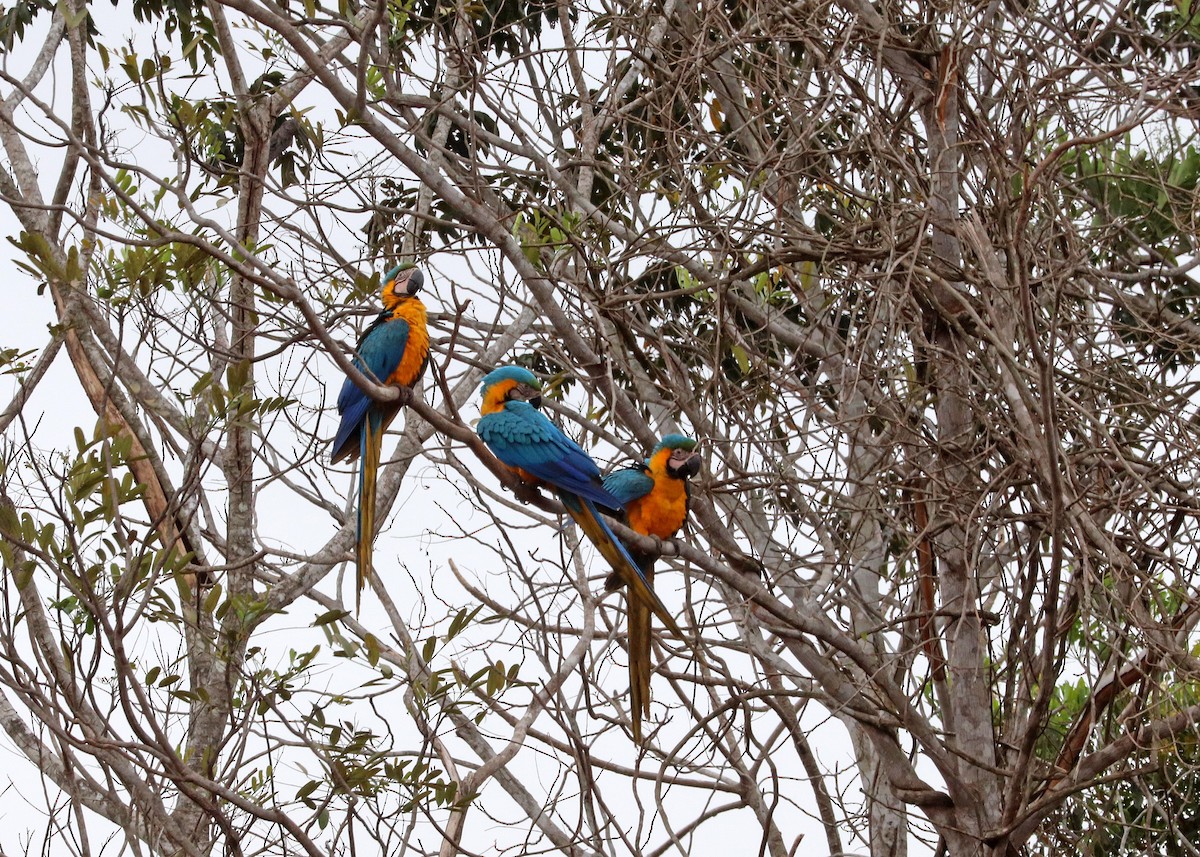 ルリコンゴウインコ - ML644250641