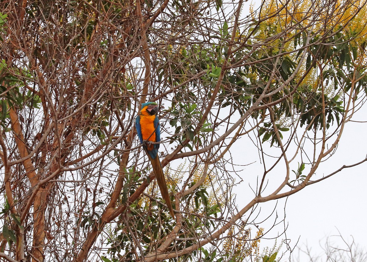 ルリコンゴウインコ - ML644250642