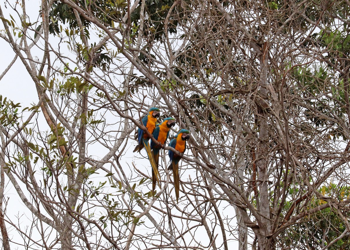 ルリコンゴウインコ - ML644250643