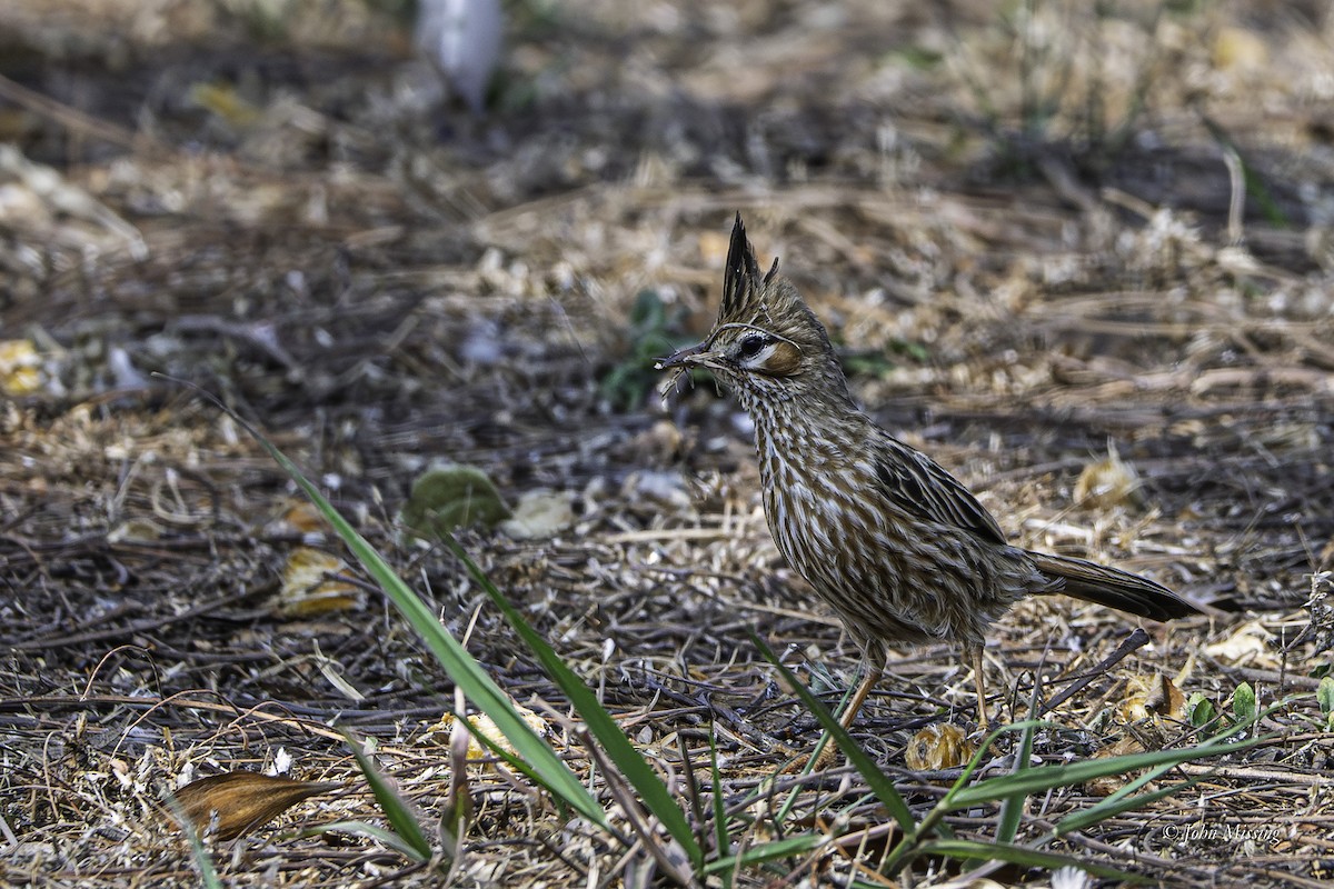 Annumbi alouette - ML644250644