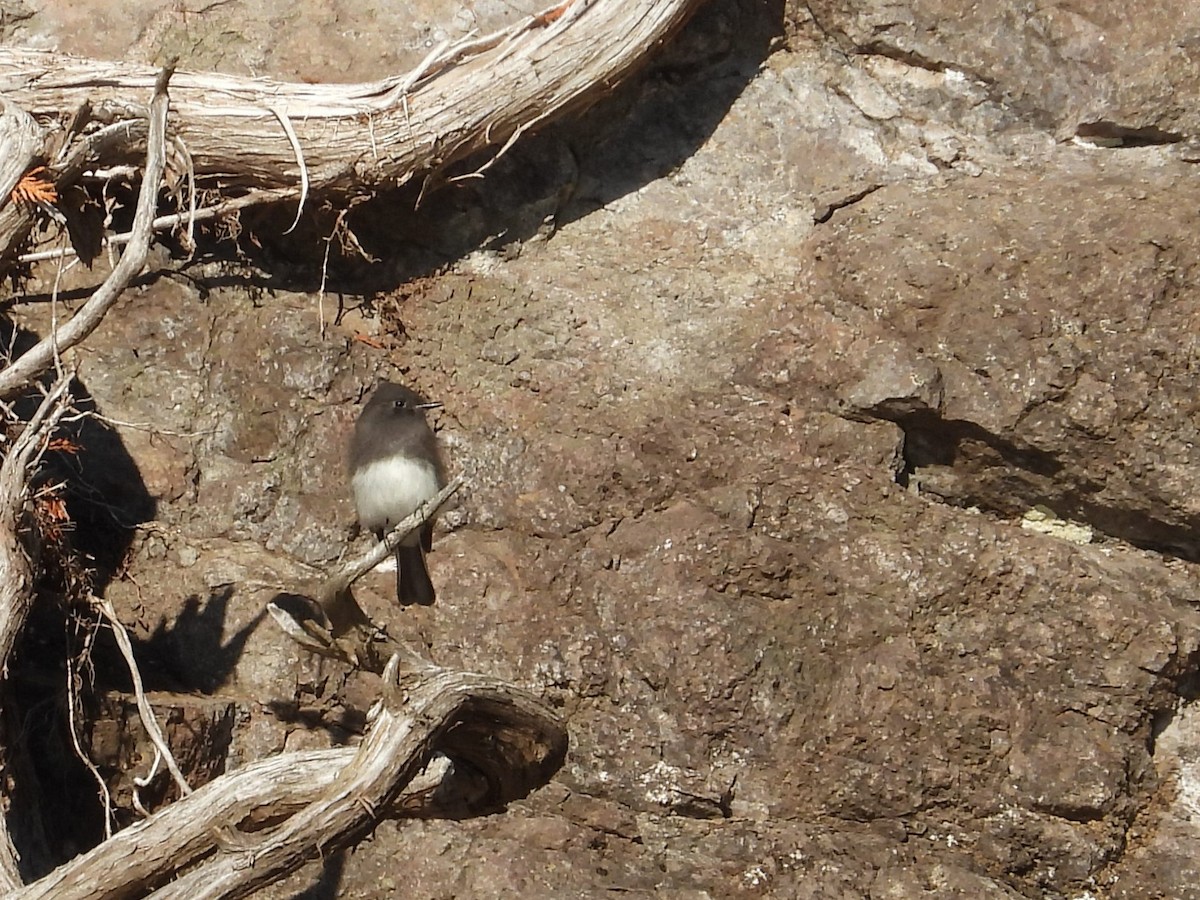 Black Phoebe (Northern) - ML644250659