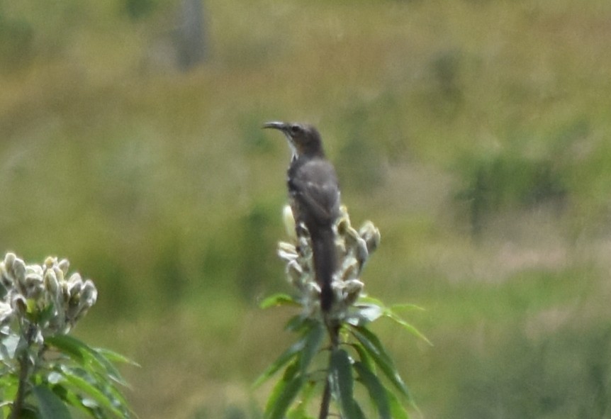 Тремблер мексиканський - ML644250665
