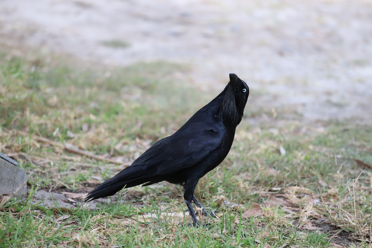 Cuervo Australiano - ML644250669