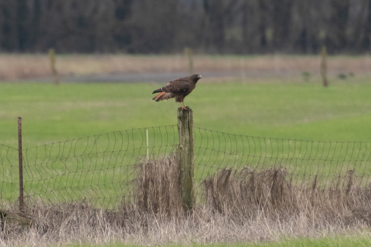 Red-tailed Hawk - ML644250670