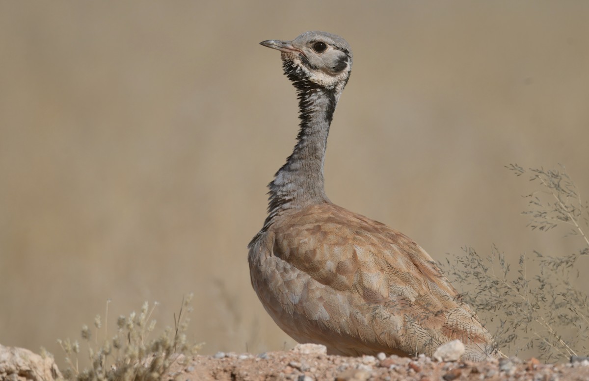 Rüppell's Bustard - ML644250681