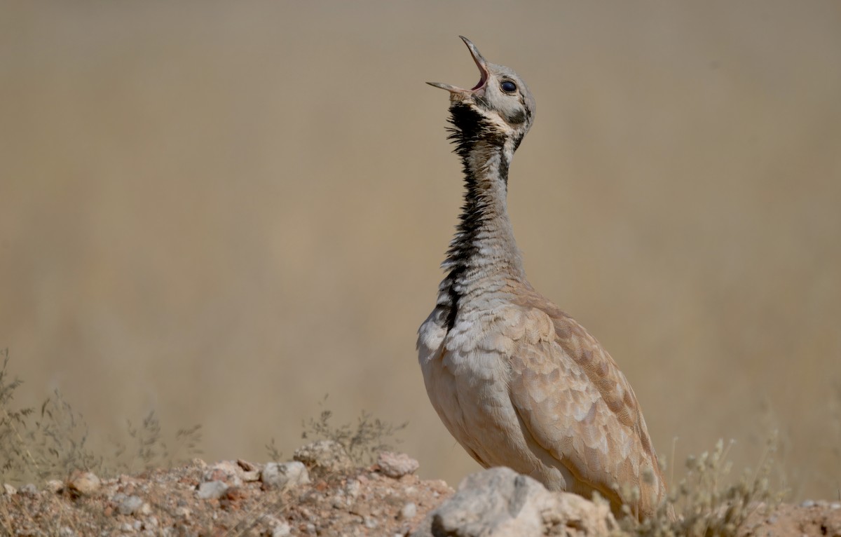 Rüppell's Bustard - ML644250682