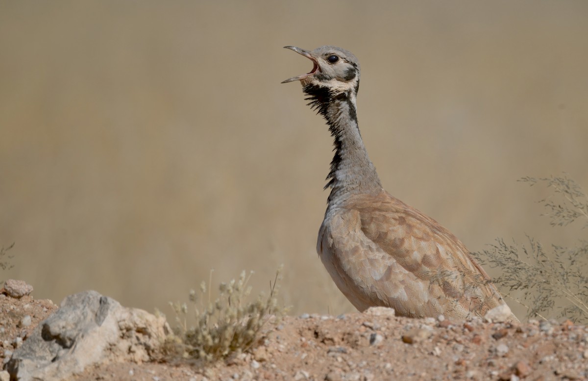 Rüppell's Bustard - ML644250683
