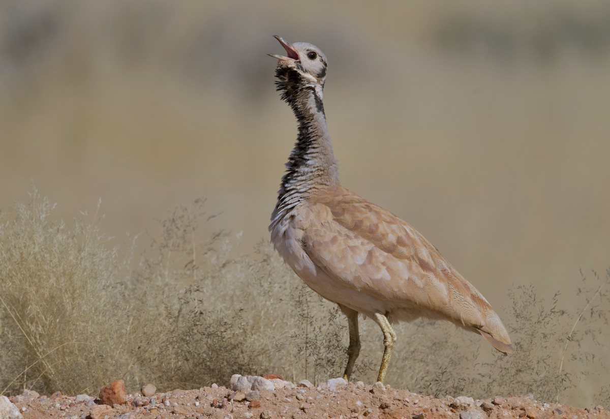Rüppell's Bustard - ML644250684