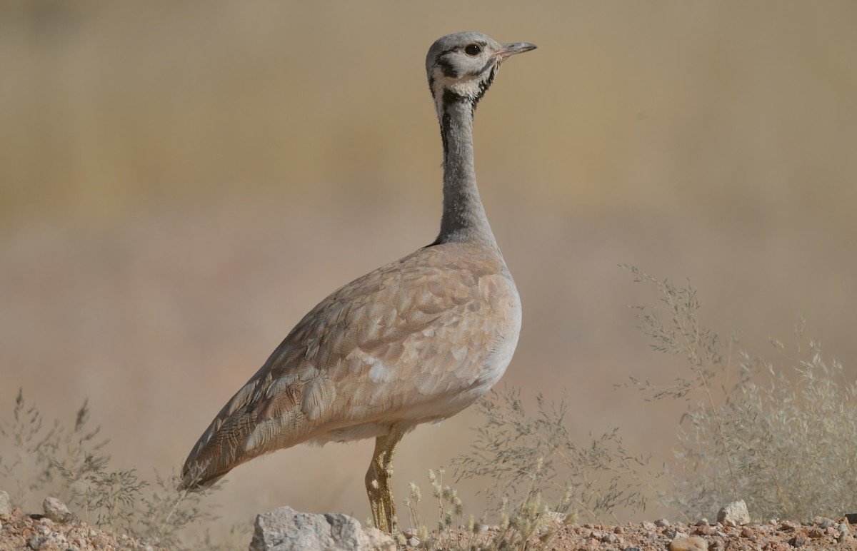 Rüppell's Bustard - ML644250685