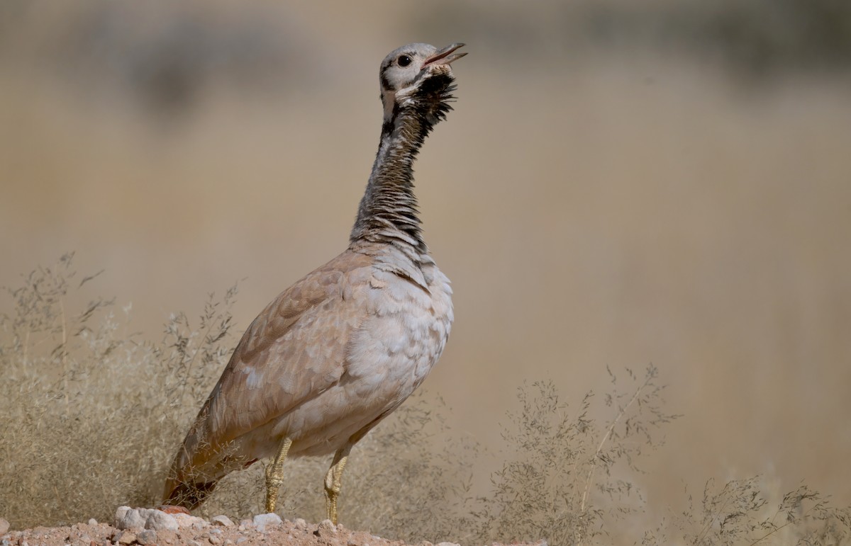 Rüppell's Bustard - ML644250686