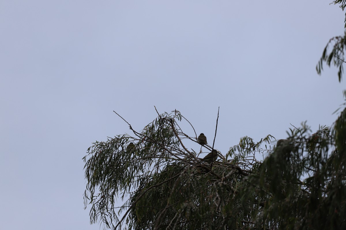 Australasian Figbird - ML644250687