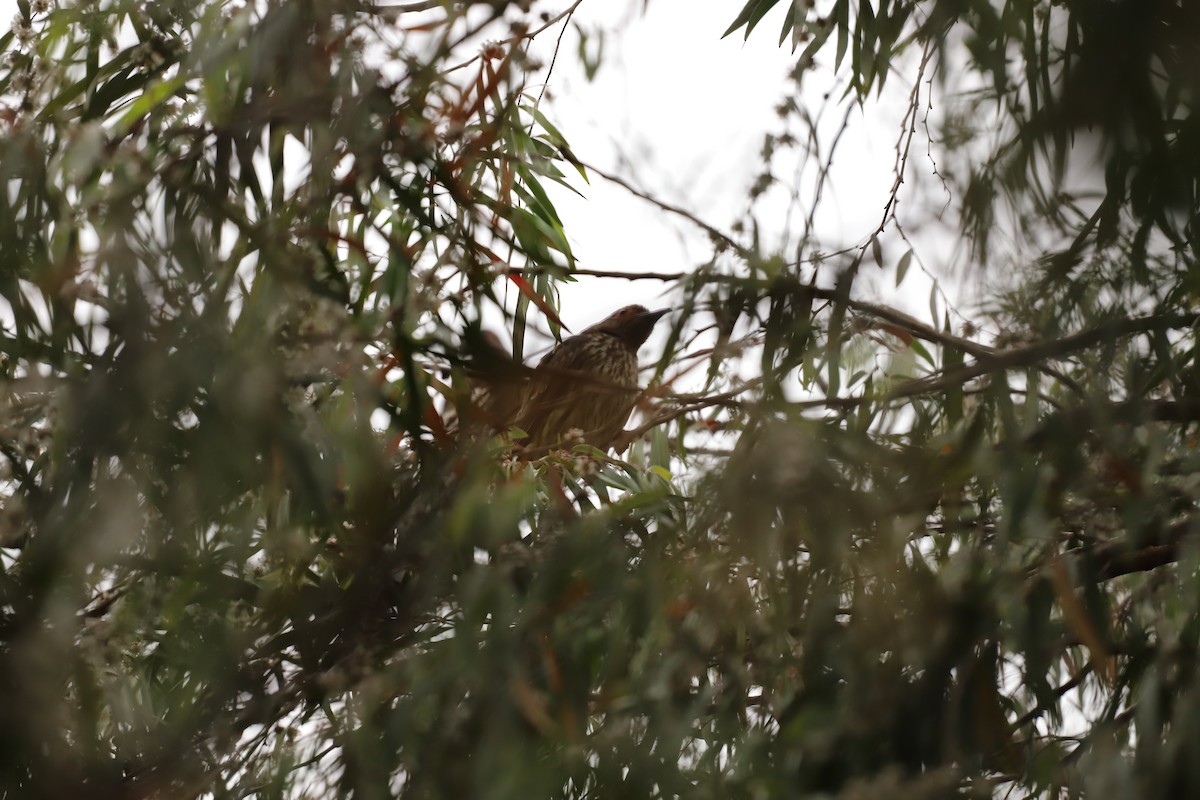 Australasian Figbird - ML644250688